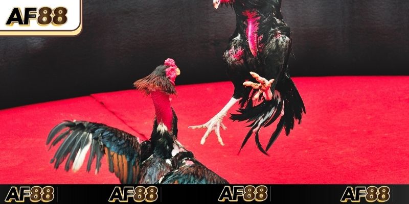 Đá gà C1 trận đấu của những chiến kê thực thụ