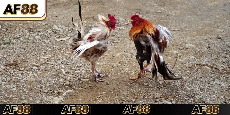 Đá gà Thomo AF88 hình thức cược được yêu thích nhất