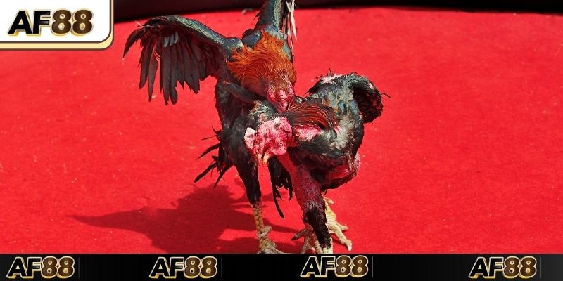 Đá gà Thomo minh bạch và chuyên nghiệp