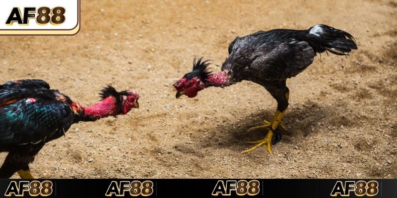 Cách hình thức đá gà Thomo hot nhất