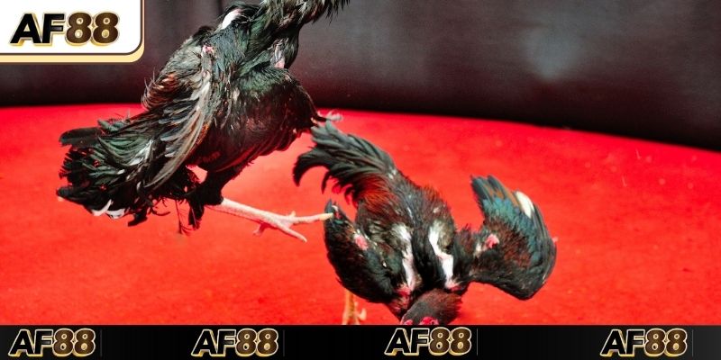Đá gà trực tuyến AF88 được hiểu thế nào?