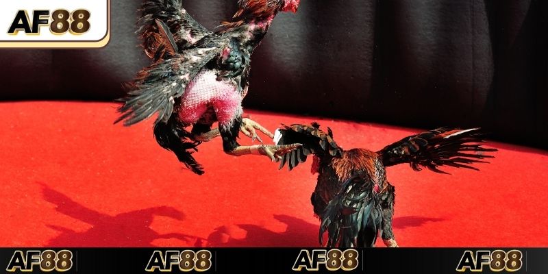 Lưu ý quan trọng cần nắm khi chơi đá gà tại nhà cái