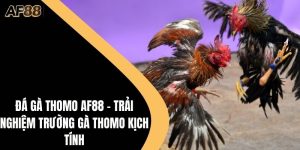 Đá Gà Thomo AF88 - Trải Nghiệm Kịch Tính