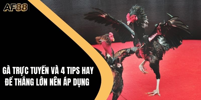 Đá Gà Trực Tuyến Và 4 Tips Hay Để Thắng Lớn Nên Áp Dụng
