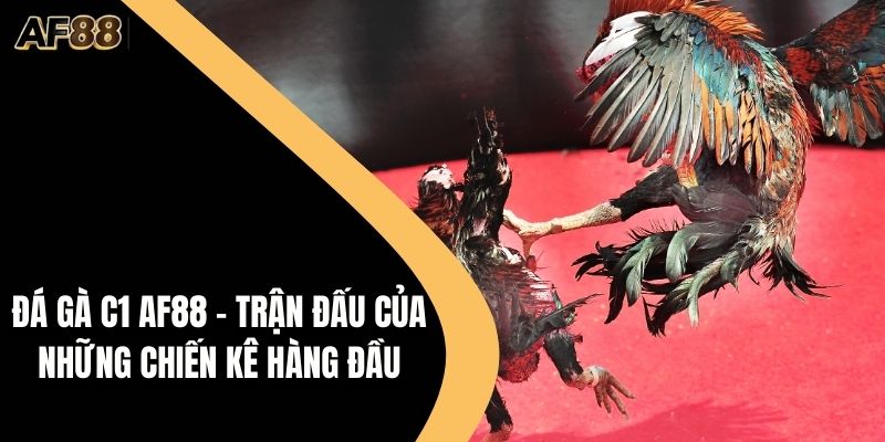 Đá Gà C1 AF88 – Trận Đấu Hàng Đầu